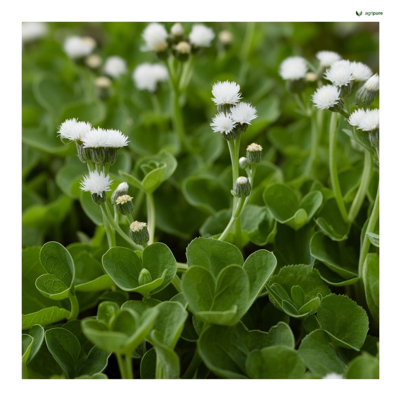 Fenugreek (Trigonella foenum-graecum)