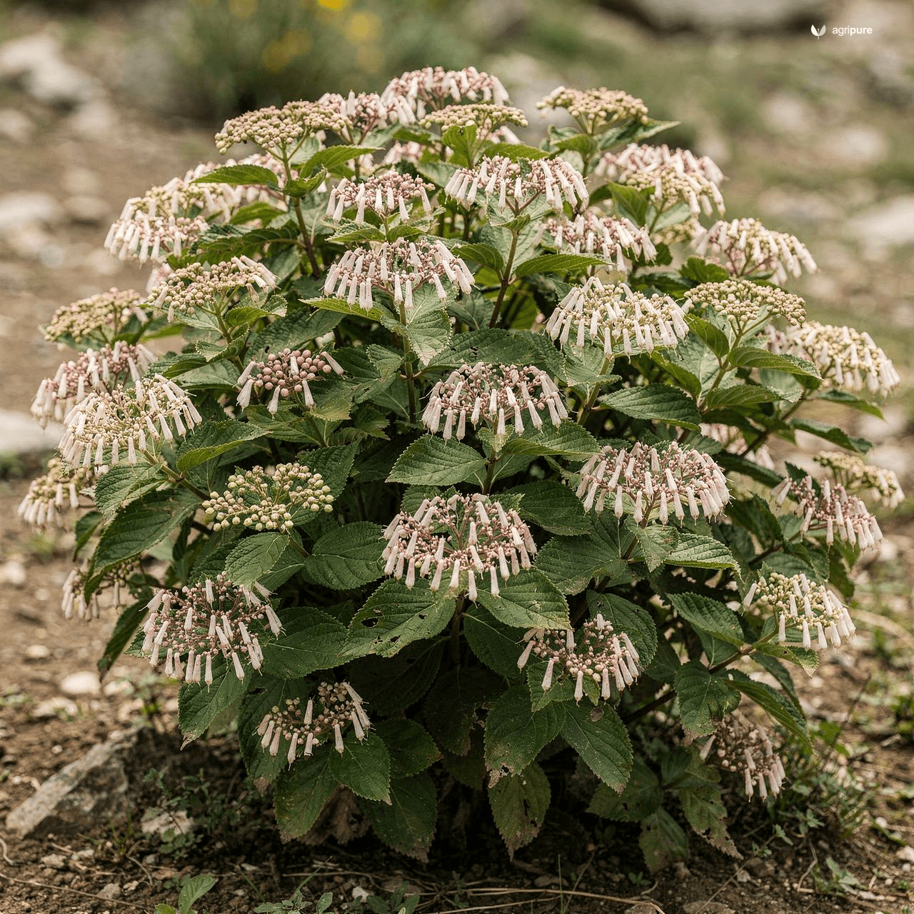 Himalayan Viburnum (Viburnum grandiflorum)