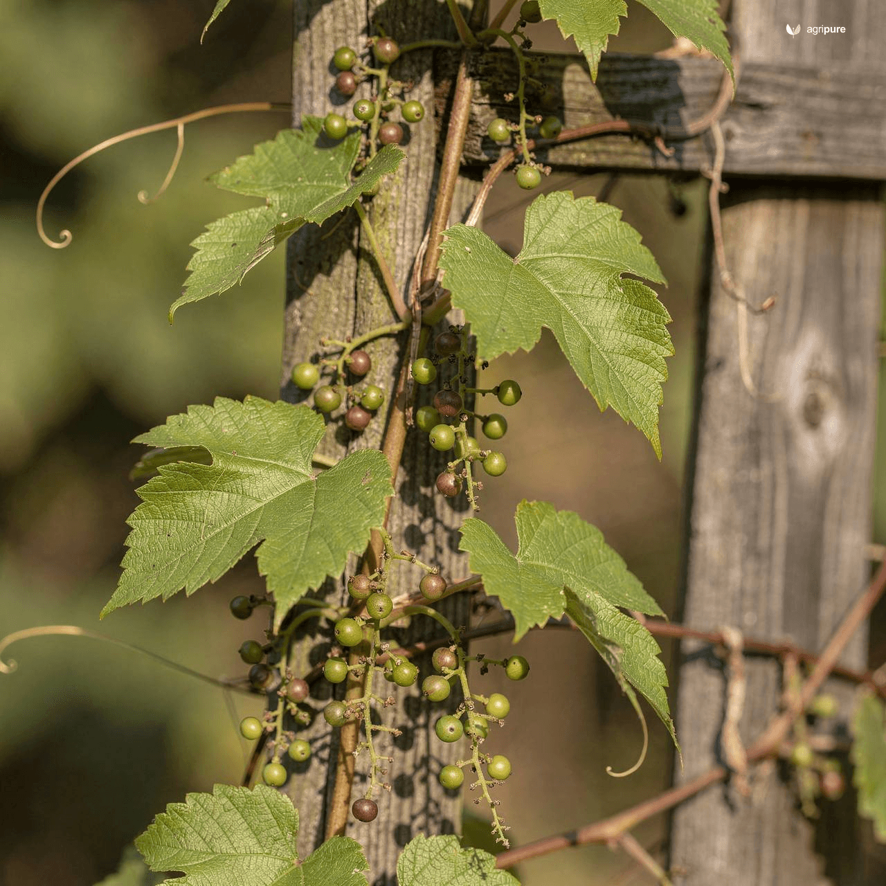Small-Leaved Wild Grape (Vitis parvifolia)