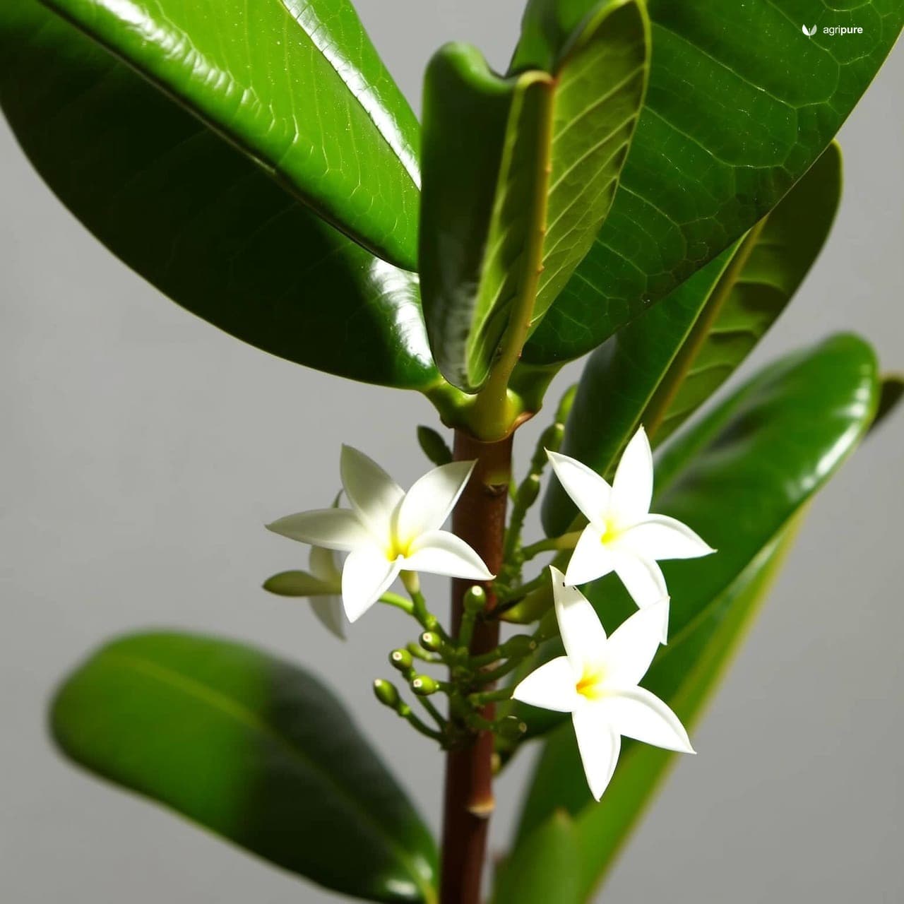 Sweet Indrajao (Wrightia tinctoria)