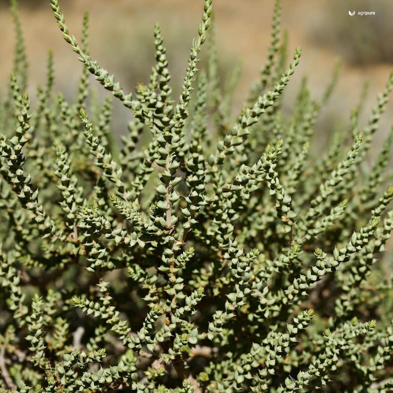 Wild Jujube (Ziziphus nummularia)