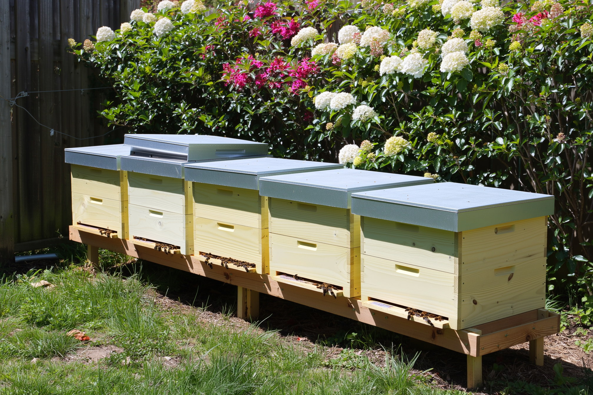 A ten-frame Langstroth hive in a backyard apiary on a low wooden stand, pale wooden boxes with a sloped telescoping lid, set in a sunny corner of a fenced yard with flowering shrubs behind it