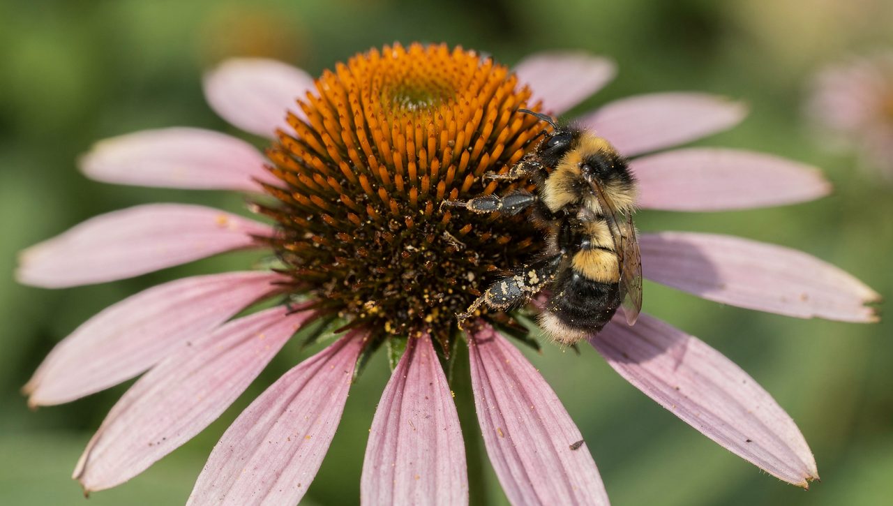 A purple coneflower in full bloom with a bumblebee on its orange central cone, set against a soft green summer border.