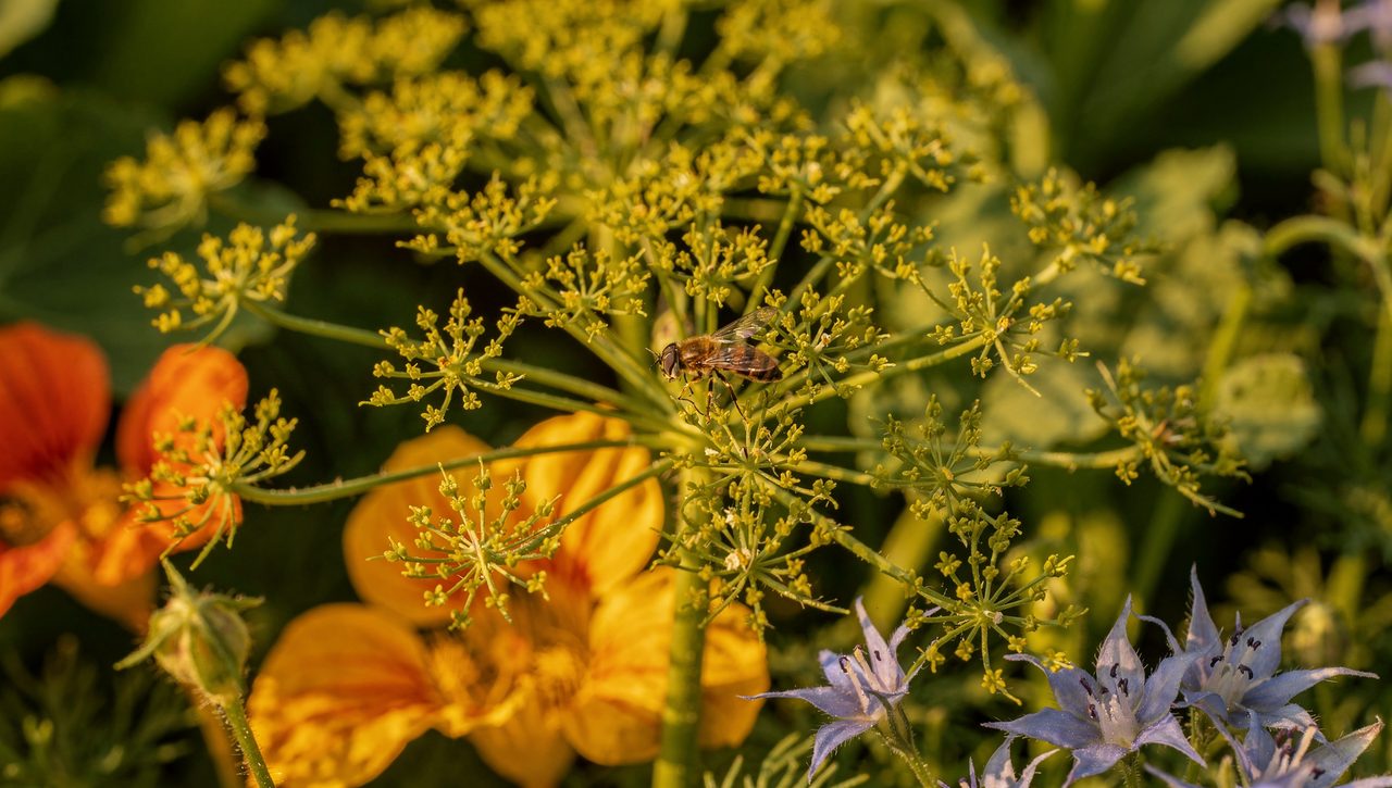 Flowering dill umbels and bright nasturtium blooms growing at the edge of a vegetable bed with a hoverfly visiting the dill in warm sunlight.