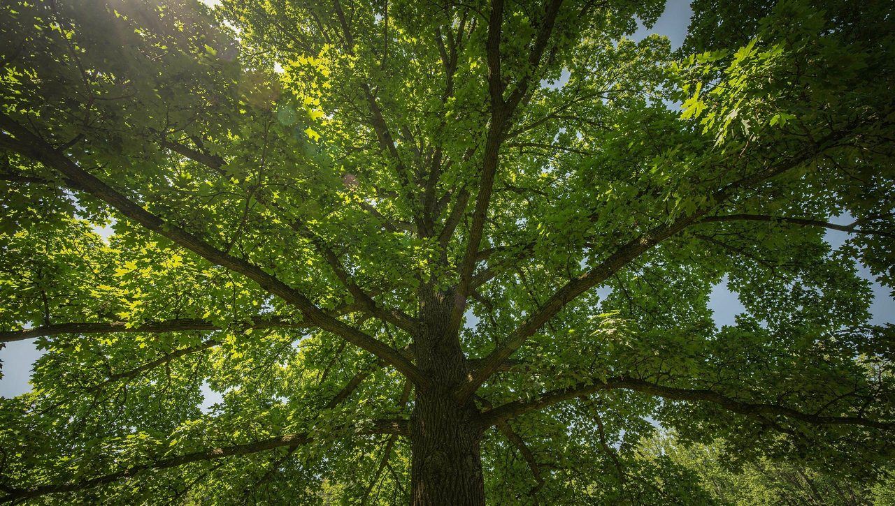 Sunlight filtering through the broad green summer canopy of a mature deciduous shade tree seen from below against a blue sky.