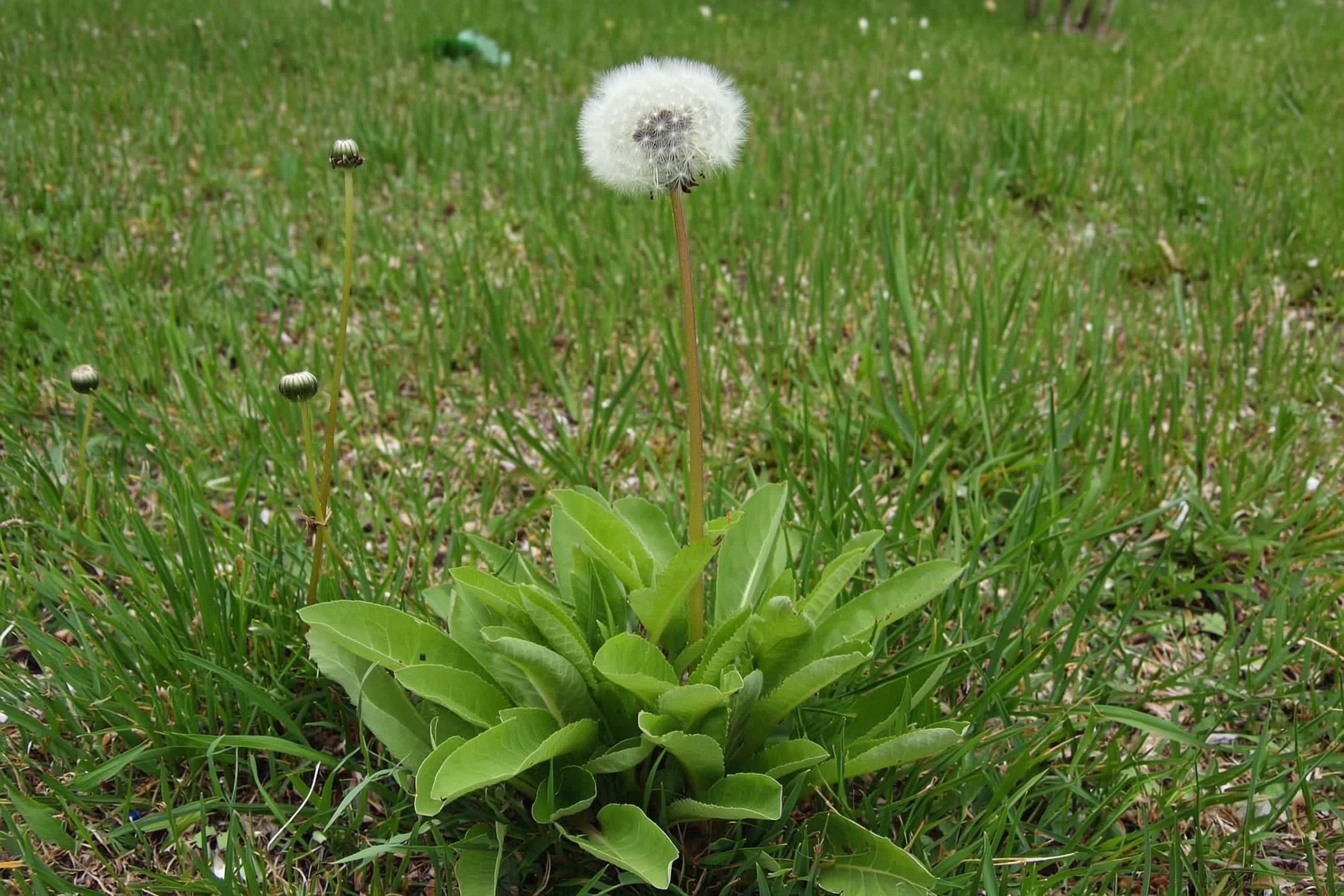 A close view of common dandelion in lawn grass: a basal rosette of toothed leaves and a single bright yellow flower head on a hollow stalk