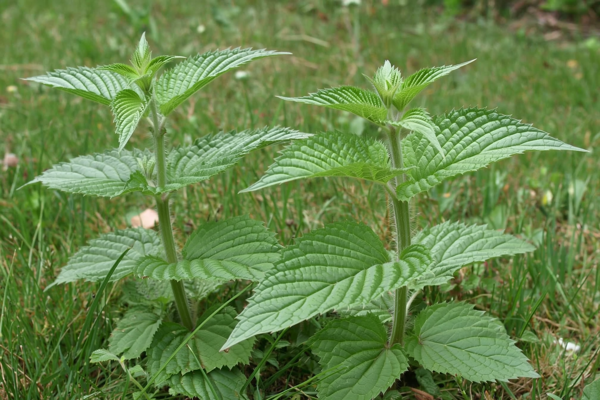 A stand of young stinging nettle with serrated heart-based leaves on square stems covered in fine stinging hairs