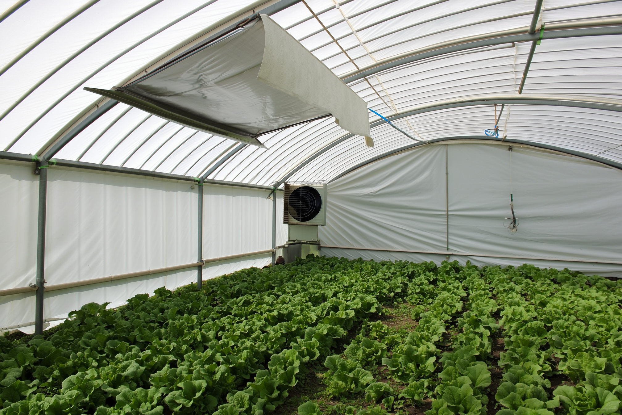 A summer greenhouse with white shade cloth over the roof, a roof vent propped open, and an exhaust fan in the end wall, leafy greens growing in dappled shade inside, no people