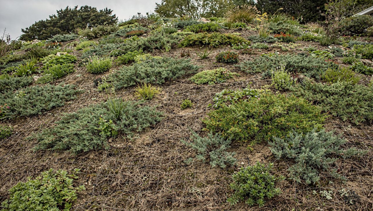 A steep garden bank planted with spreading low junipers and creeping perennials, with jute netting visible holding bare soil between young plants.