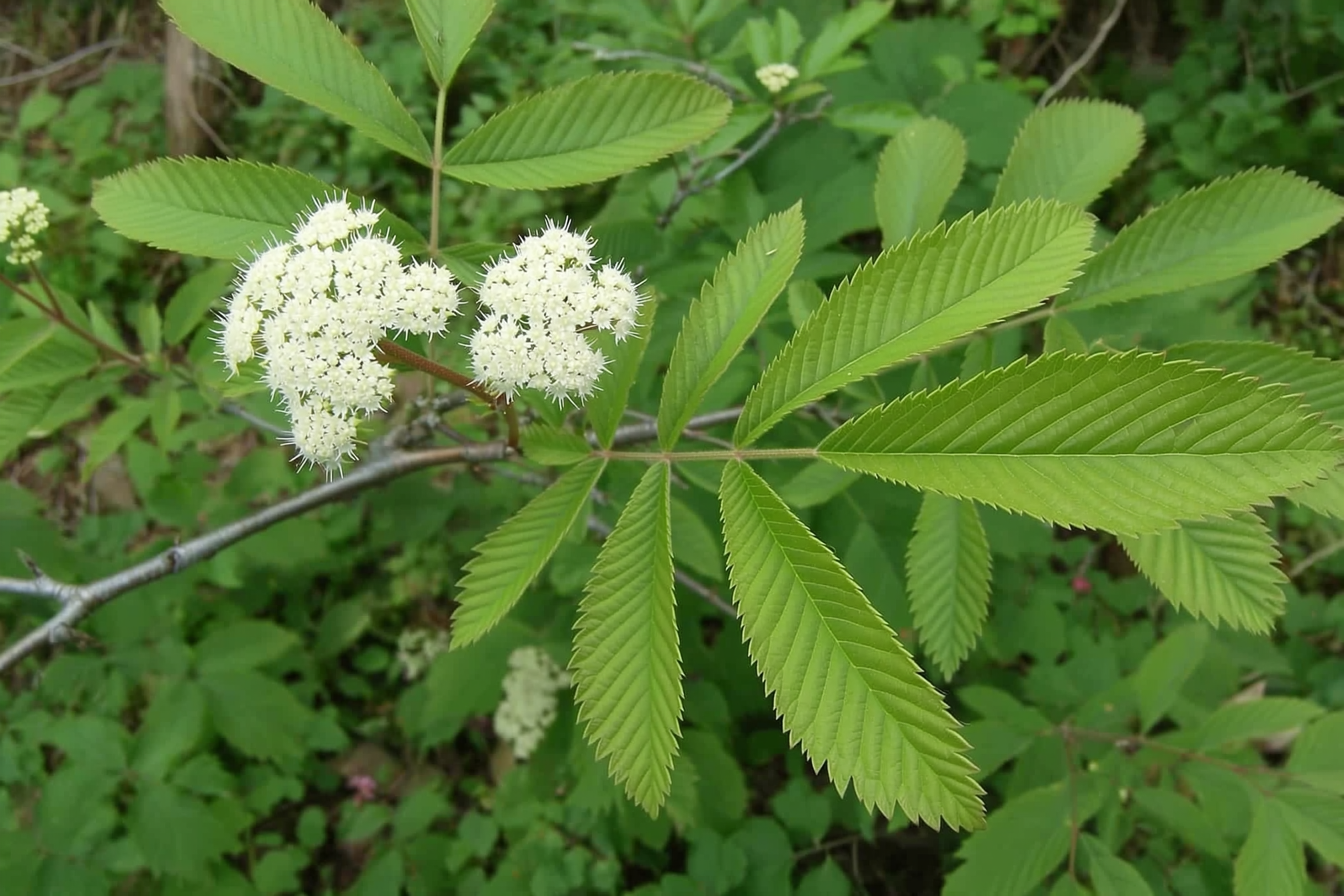 Close view of an elderberry branch showing paired opposite compound leaves with toothed leaflets beside a broad flat-topped white flower cyme