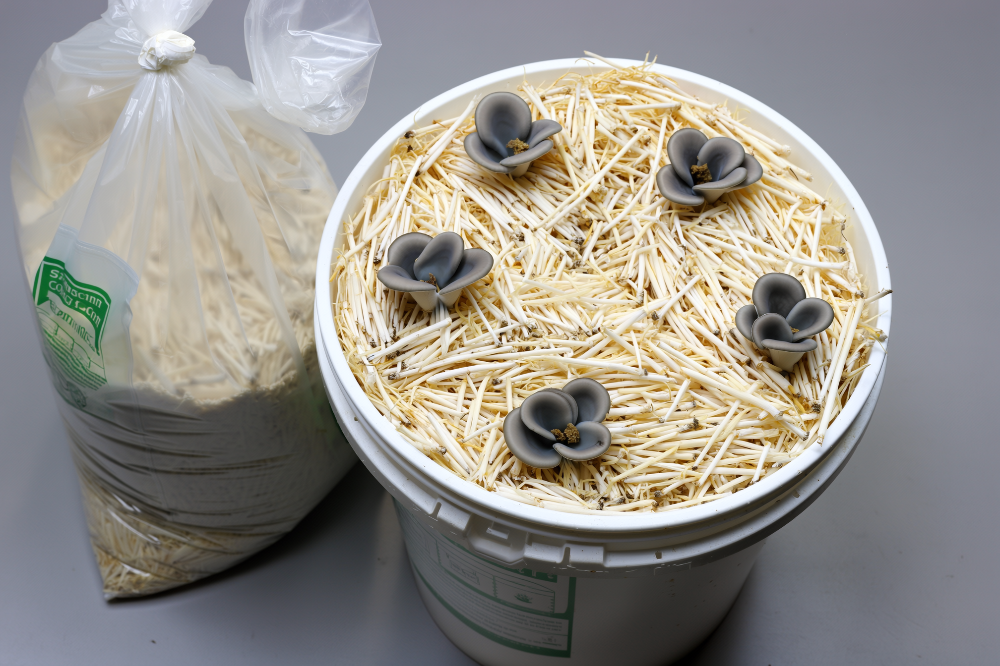 A clear plastic grow bag and a five-gallon bucket packed with pasteurized wheat straw fully colonized white with oyster mushroom mycelium, young grey oyster clusters emerging from holes