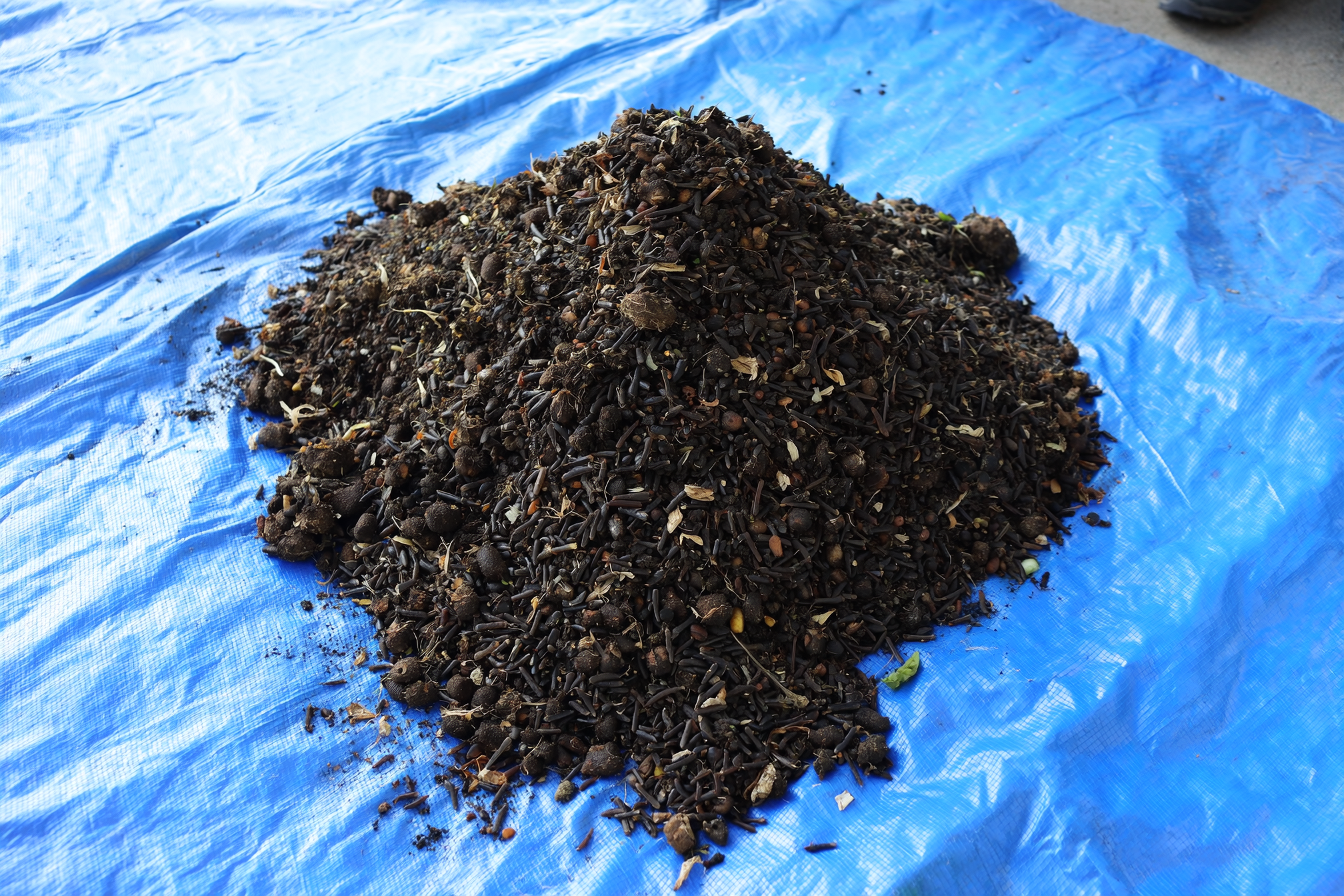Cone-shaped piles of dark vermicompost on a blue tarp under a bright light.