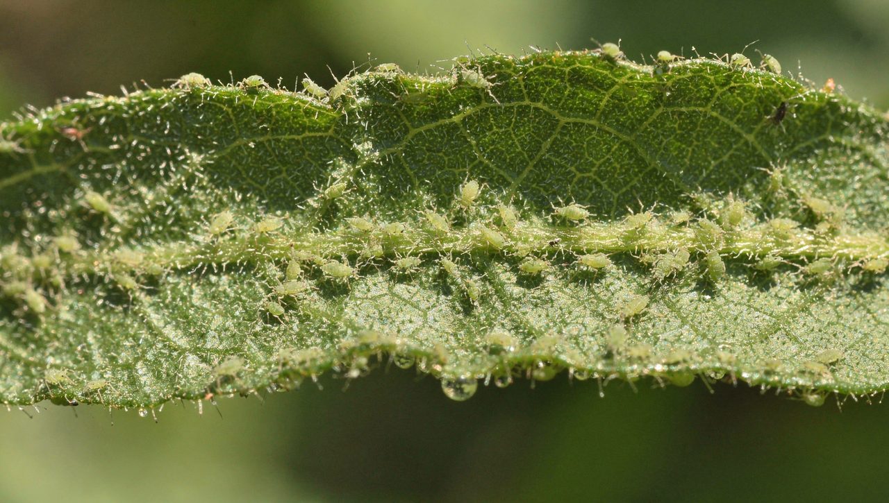A close-up of a green tomato leaf underside covered in aphids with fine spray droplets clinging to the surface in soft daylight.