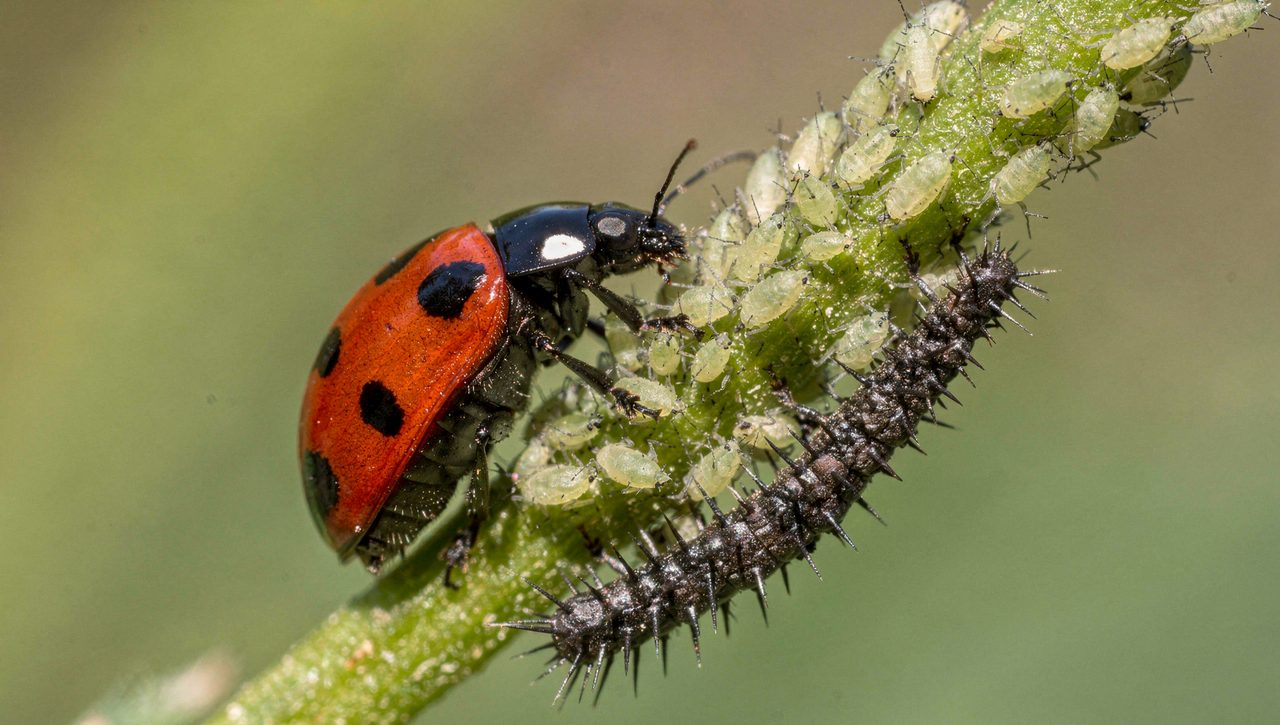 A lady beetle and its spiky larva feeding on a cluster of aphids along a green plant stem, photographed in close detail outdoors.