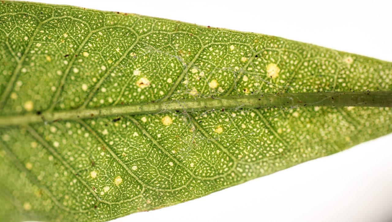 Underside of a bean leaf held up to the light showing pale yellow stippling and a thin patch of spider mite webbing along the midrib.