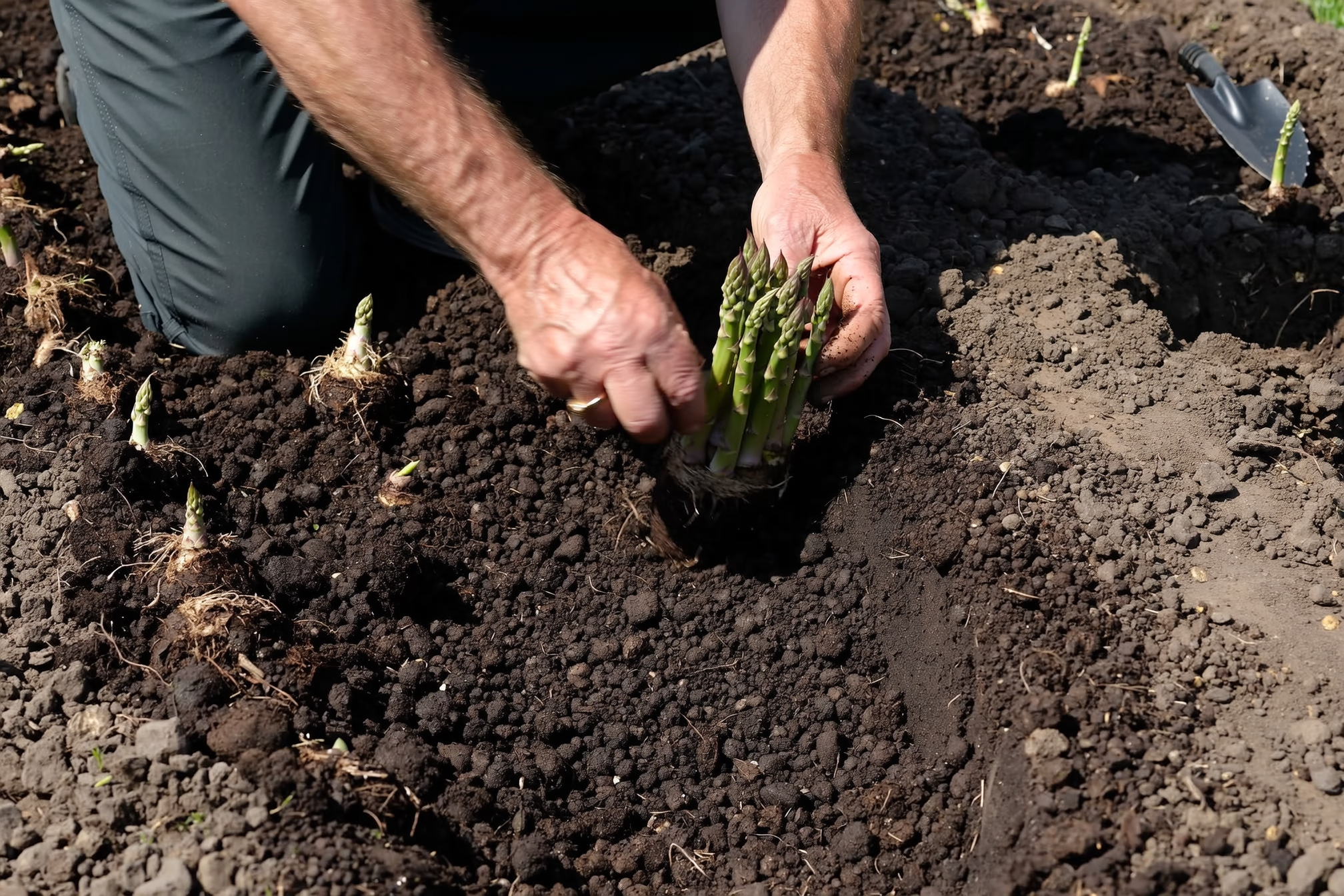 A gardener's hands placing asparagus crowns in a prepared trench, spreading the roots evenly with the bud cluster pointing up, with dark compost-enriched soil around them