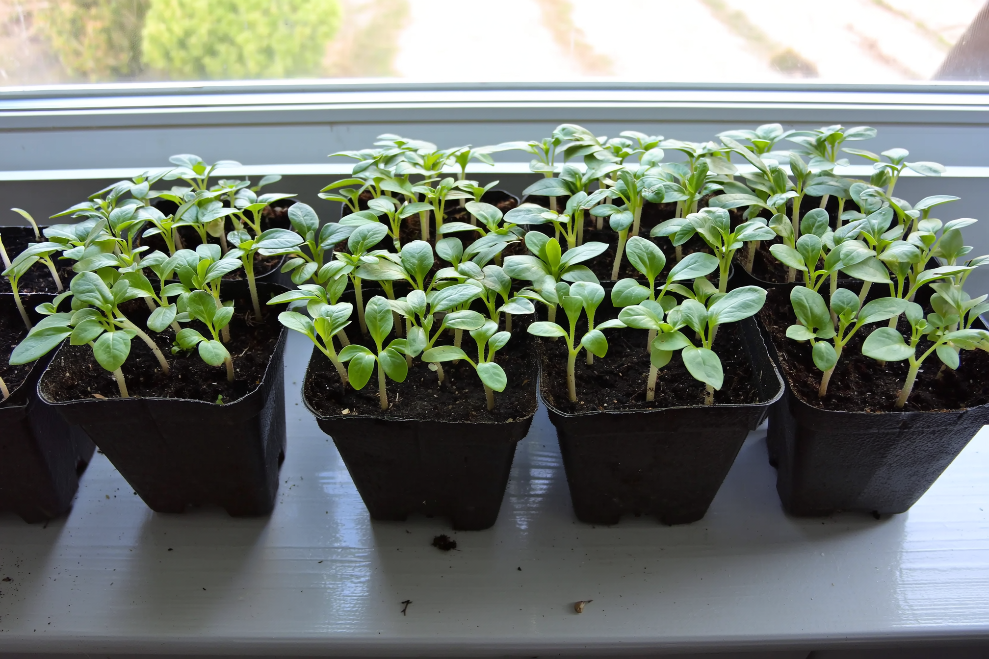 Cucumber seedlings in biodegradable pots on a windowsill, ready for transplanting outdoors after the last frost date