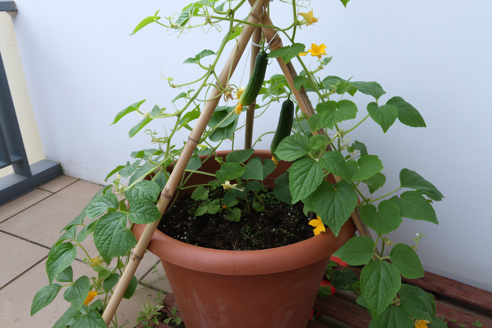 A large terracotta container on a balcony with a Spacemaster bush cucumber plant trained up a bamboo tripod, small cucumbers forming on the vines