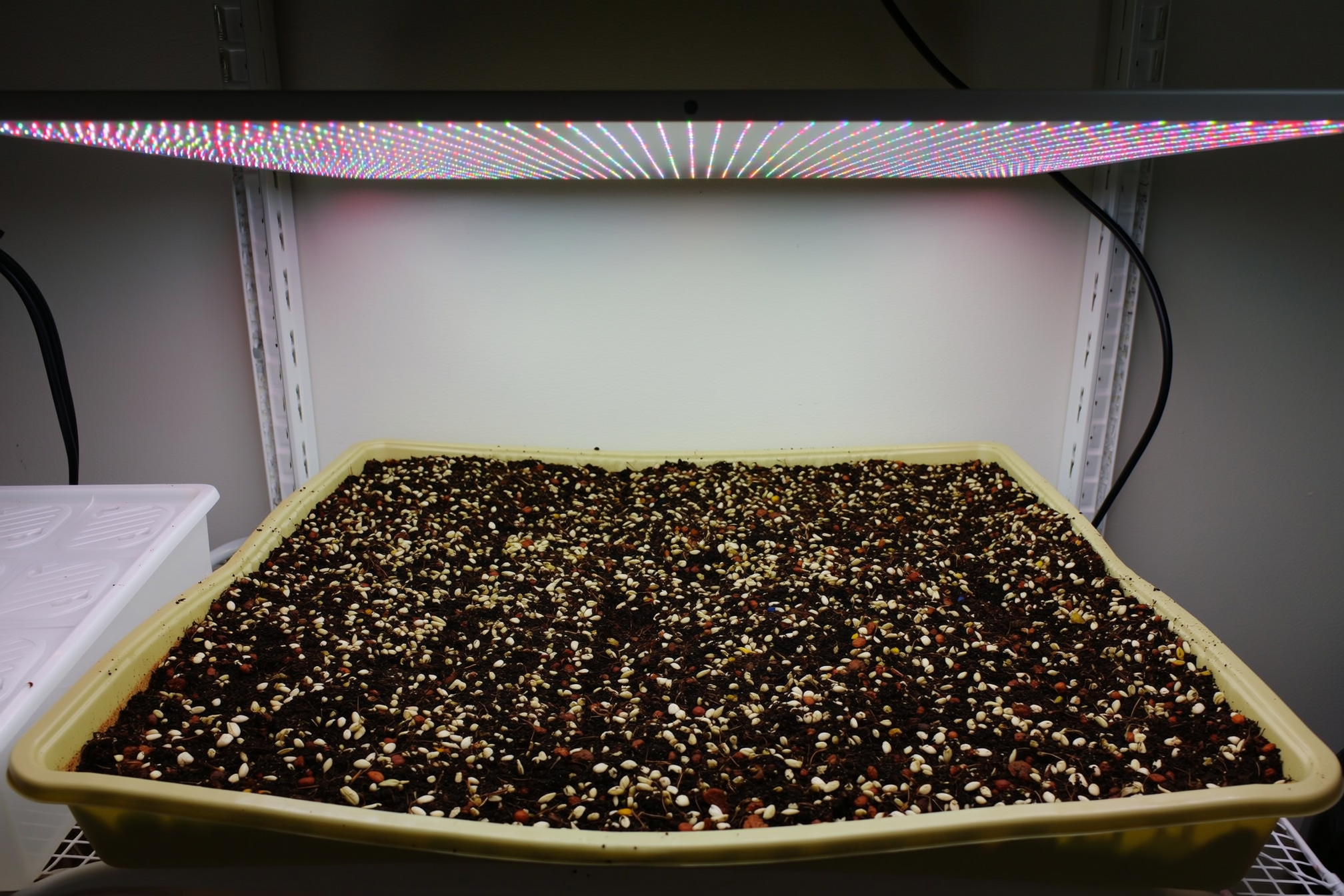 Two stacked 10x20 nursery trays filled with seed-starting mix on a shelf under a full-spectrum LED grow light bar, one tray densely sown with seed