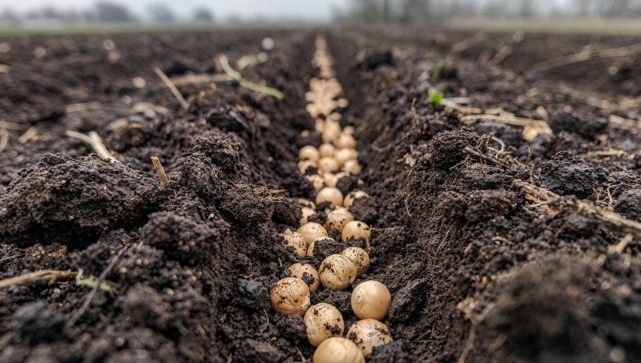 Close-up of pea seeds being pressed into dark crumbly garden soil along a shallow furrow in early spring.