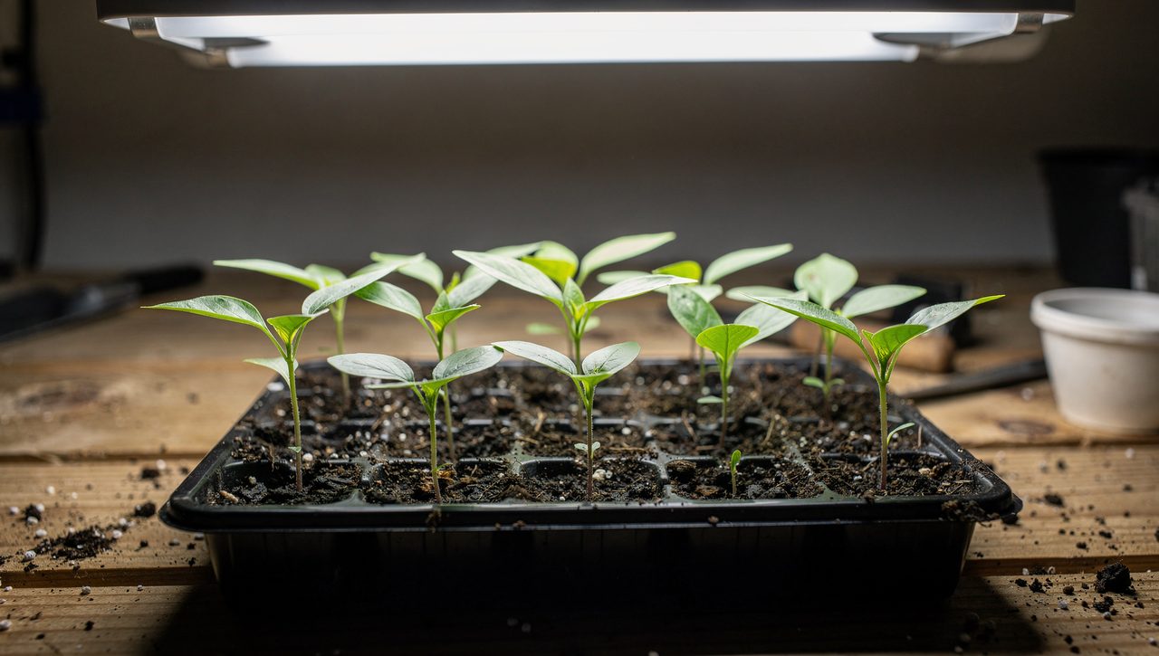 Young pepper seedlings with their first true leaves growing in a cell tray under a grow light on an indoor bench.