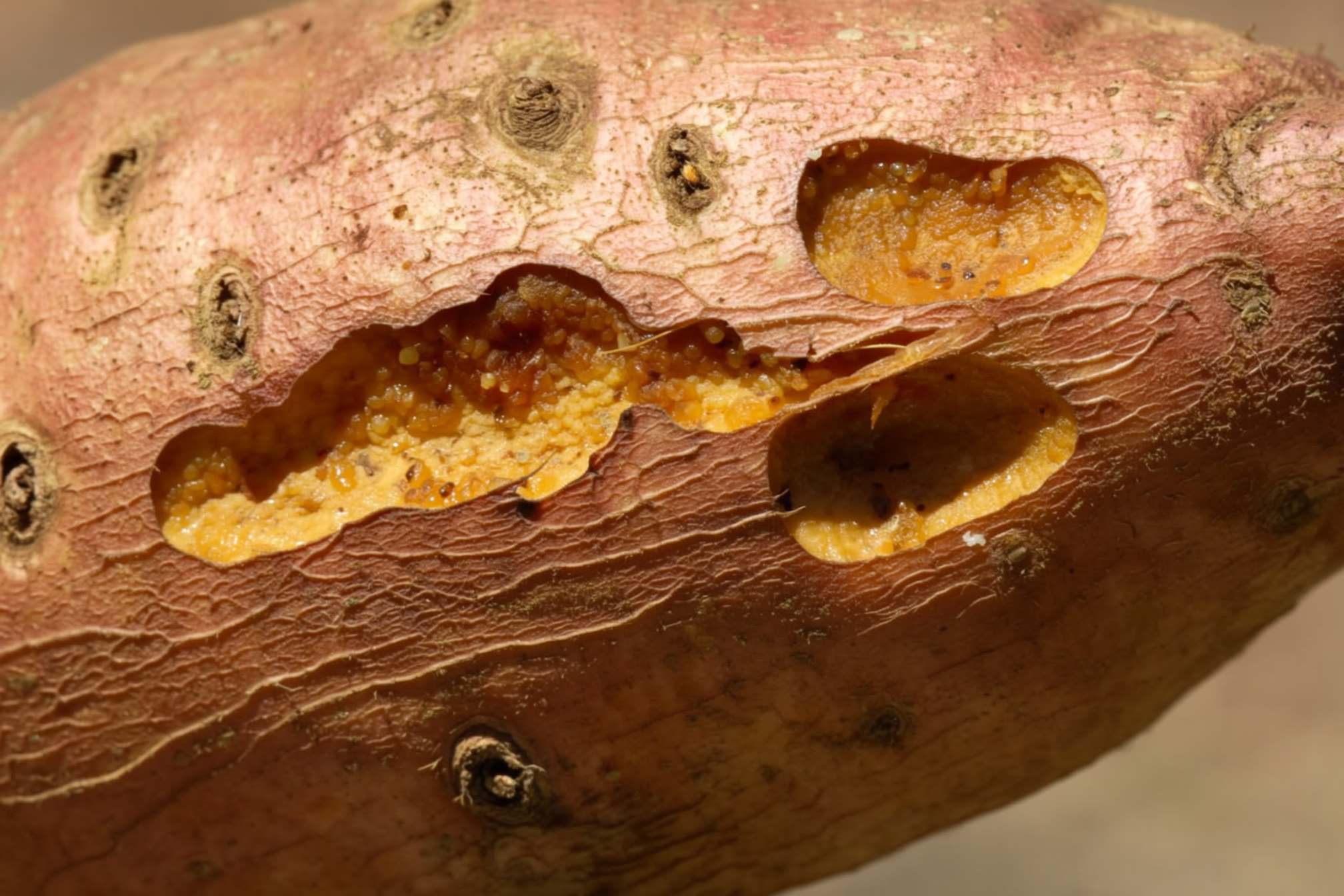 Close-up of sweet potato wireworm damage showing small pinholes and tunnels in the surface of a harvested root