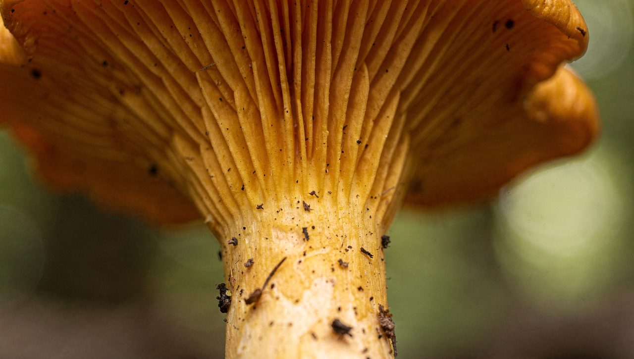 Close-up of the underside of a golden chanterelle showing blunt forking ridges running down the stem instead of thin sharp gills.