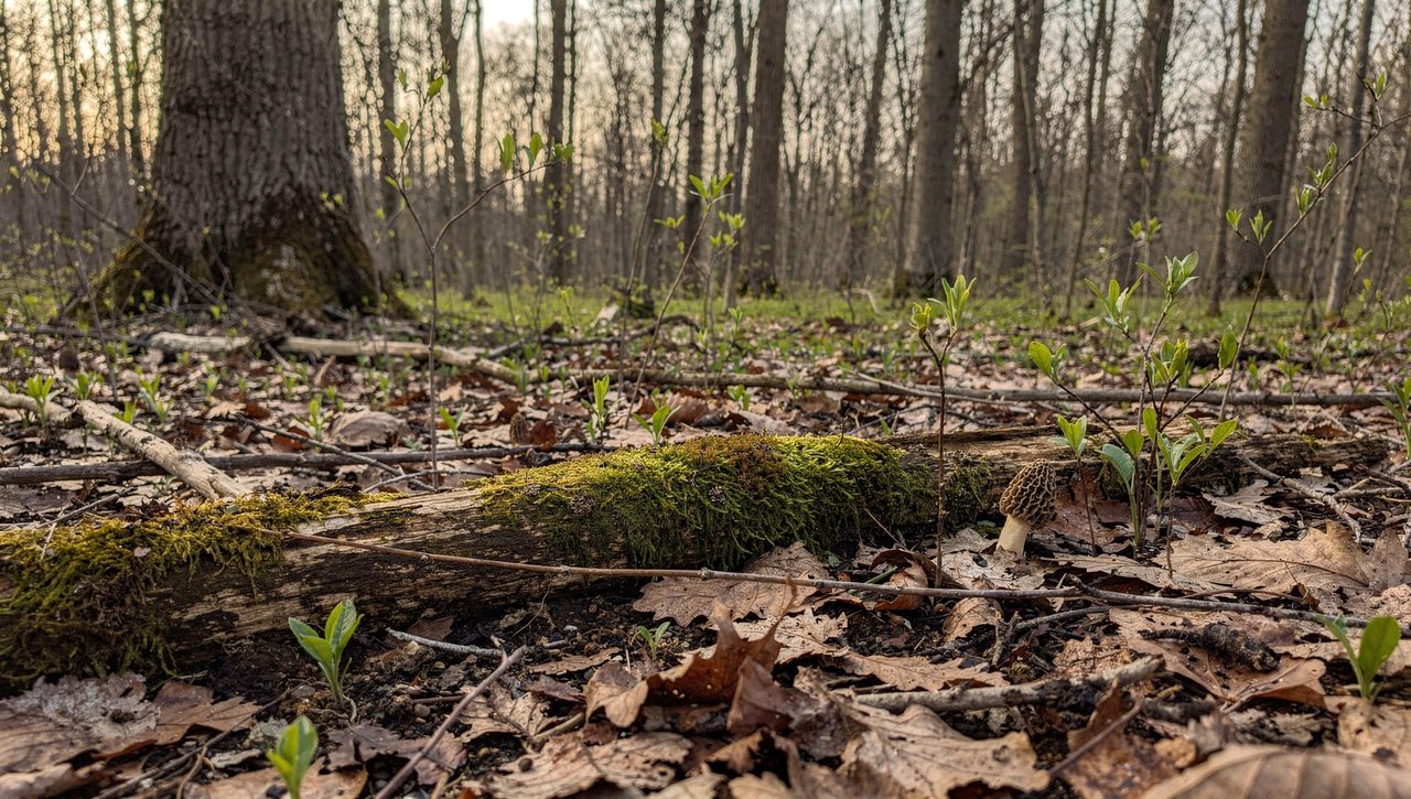 A spring hardwood forest floor with leaf litter and a fallen log, the kind of woodland edge habitat where morel mushrooms fruit.