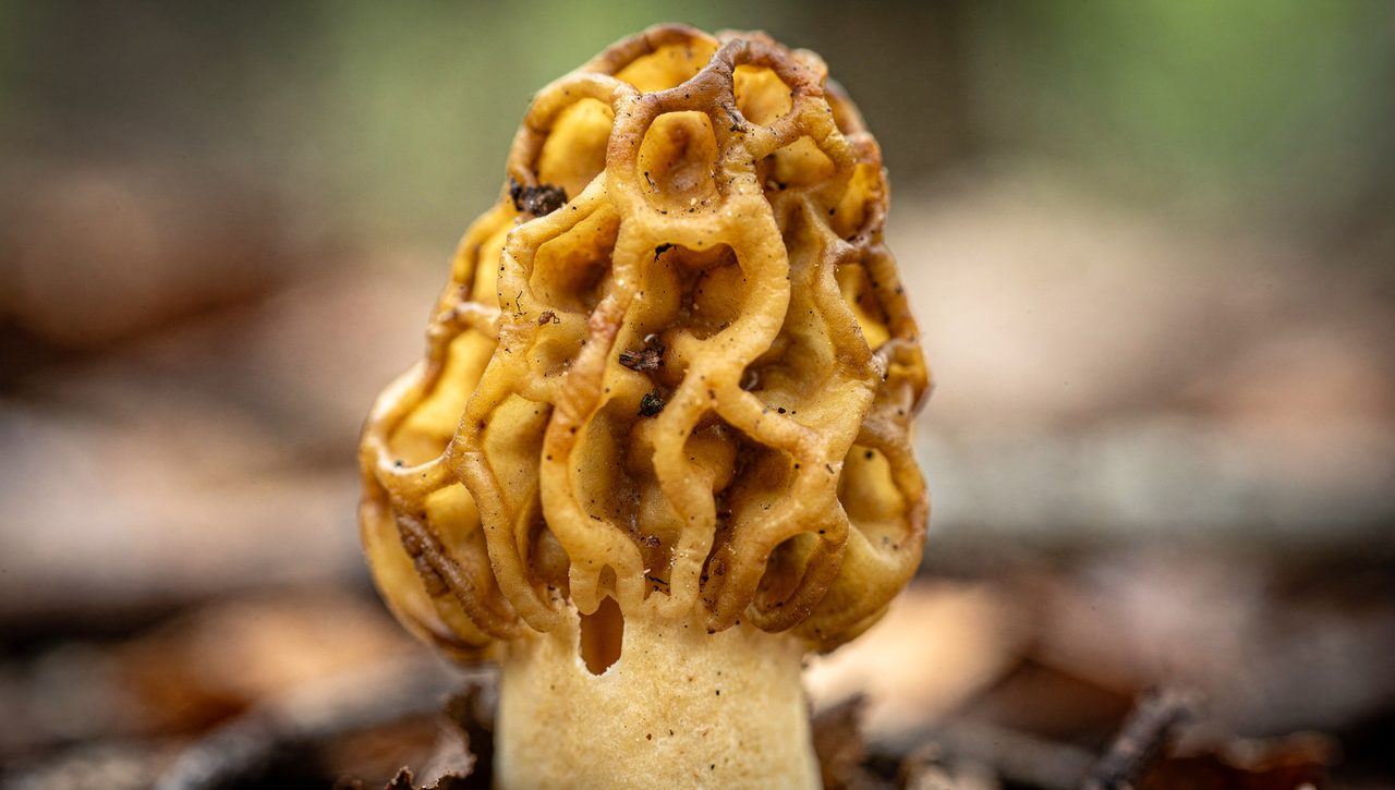 Close-up of a yellow morel mushroom cap showing the deep honeycomb pits and ridges with the cap base fused to a pale stem.