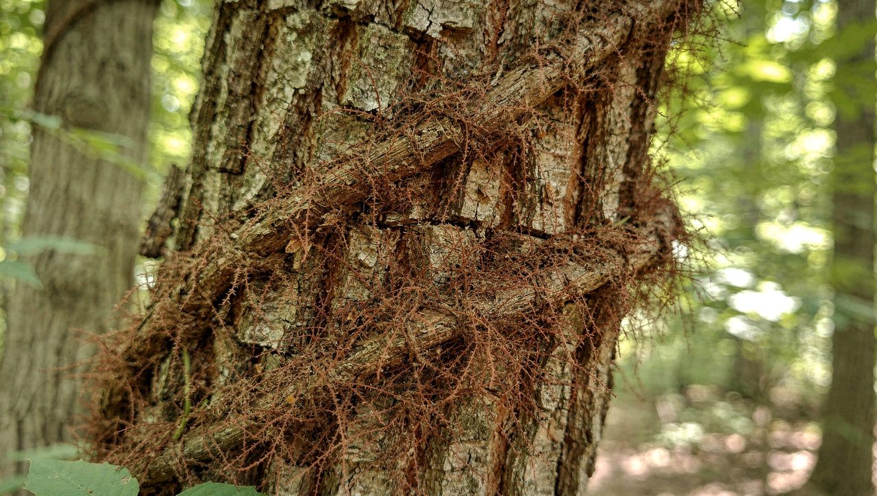 A thick, fuzzy poison ivy vine covered in fine hairy aerial roots climbing the bark of a mature tree in a shaded forest.