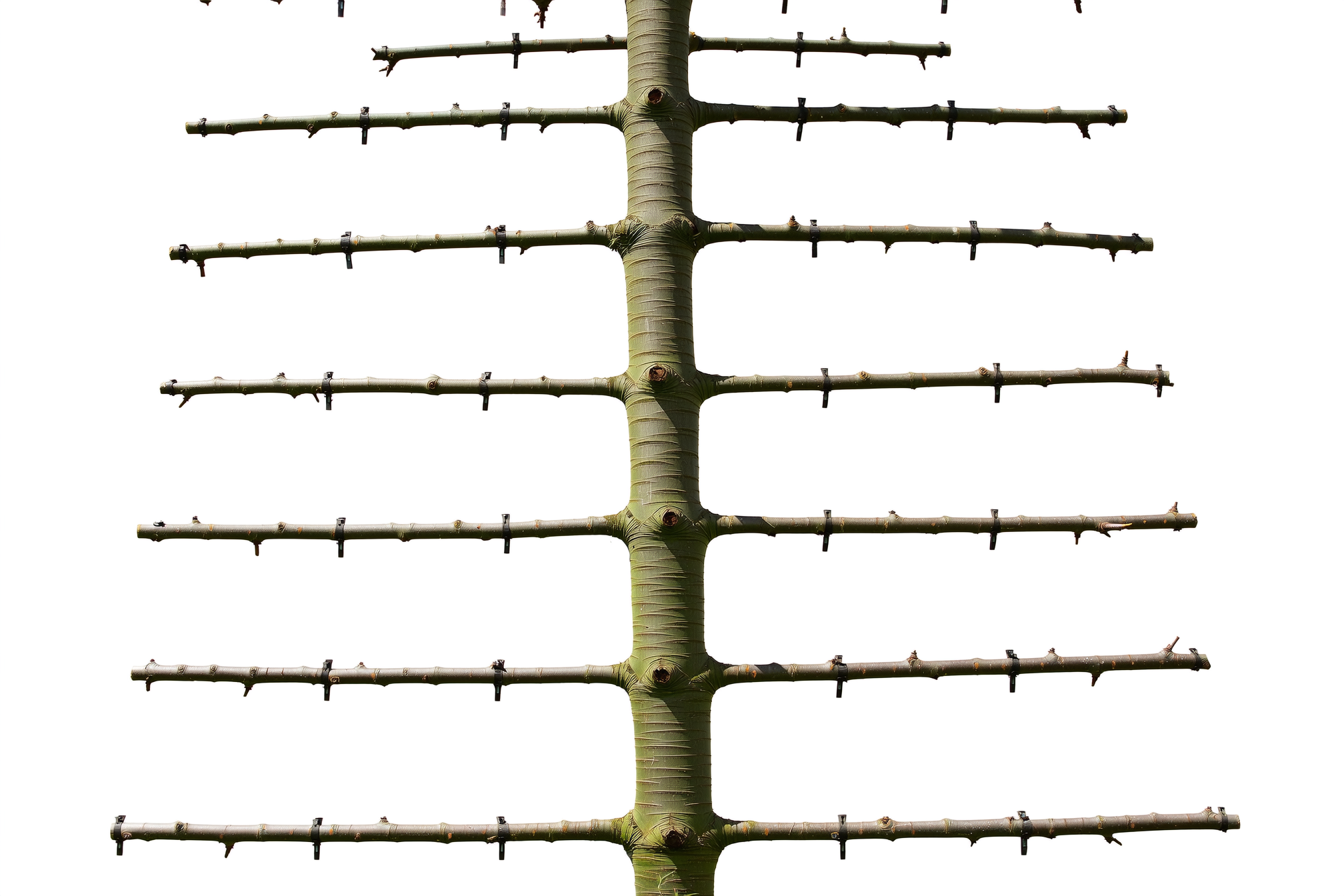 A young central-leader apple tree in early spring with one dominant vertical trunk and evenly spaced horizontal scaffold branches at wide angles