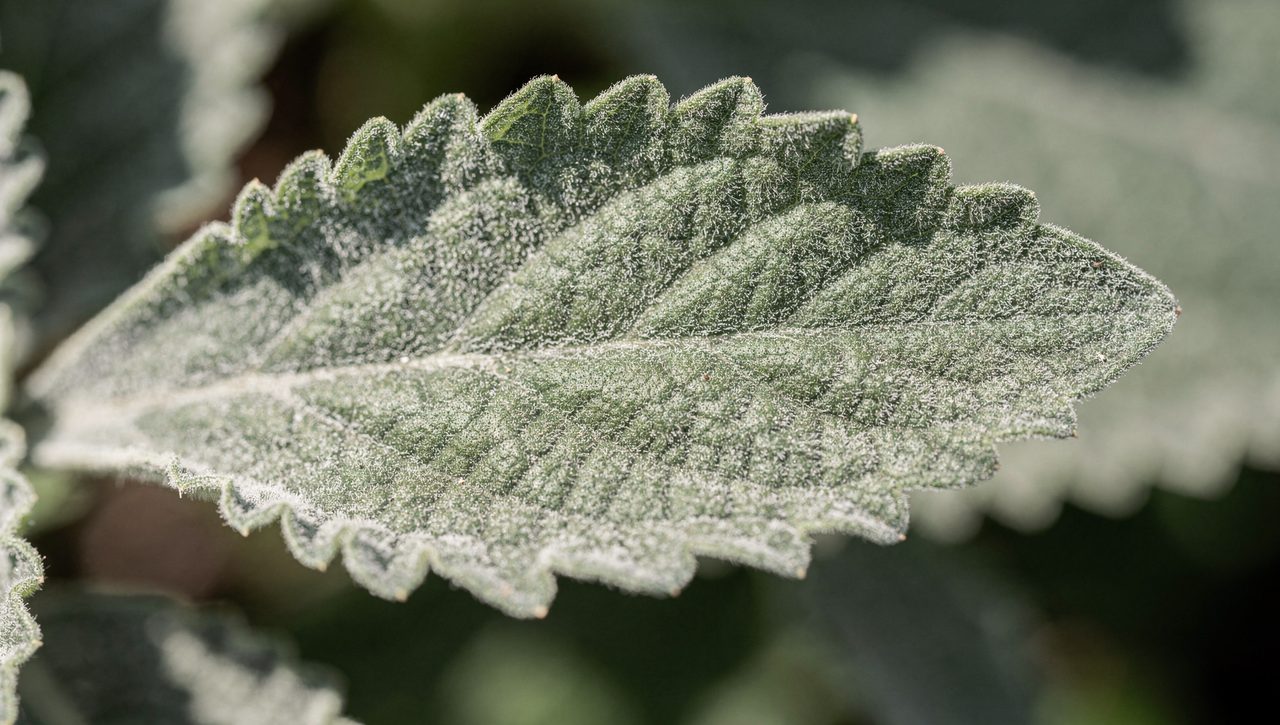 A close-up of a young lamb's quarters leaf showing the pale white mealy powder coating the surface and gathering thickly on the underside veins.