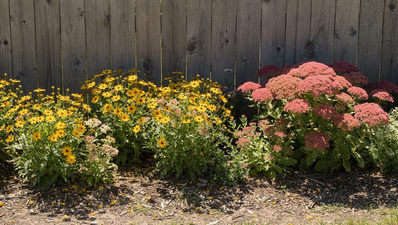 A mature low-maintenance perennial border in full sun with clumps of yellow coreopsis and pink sedum against a weathered timber fence.