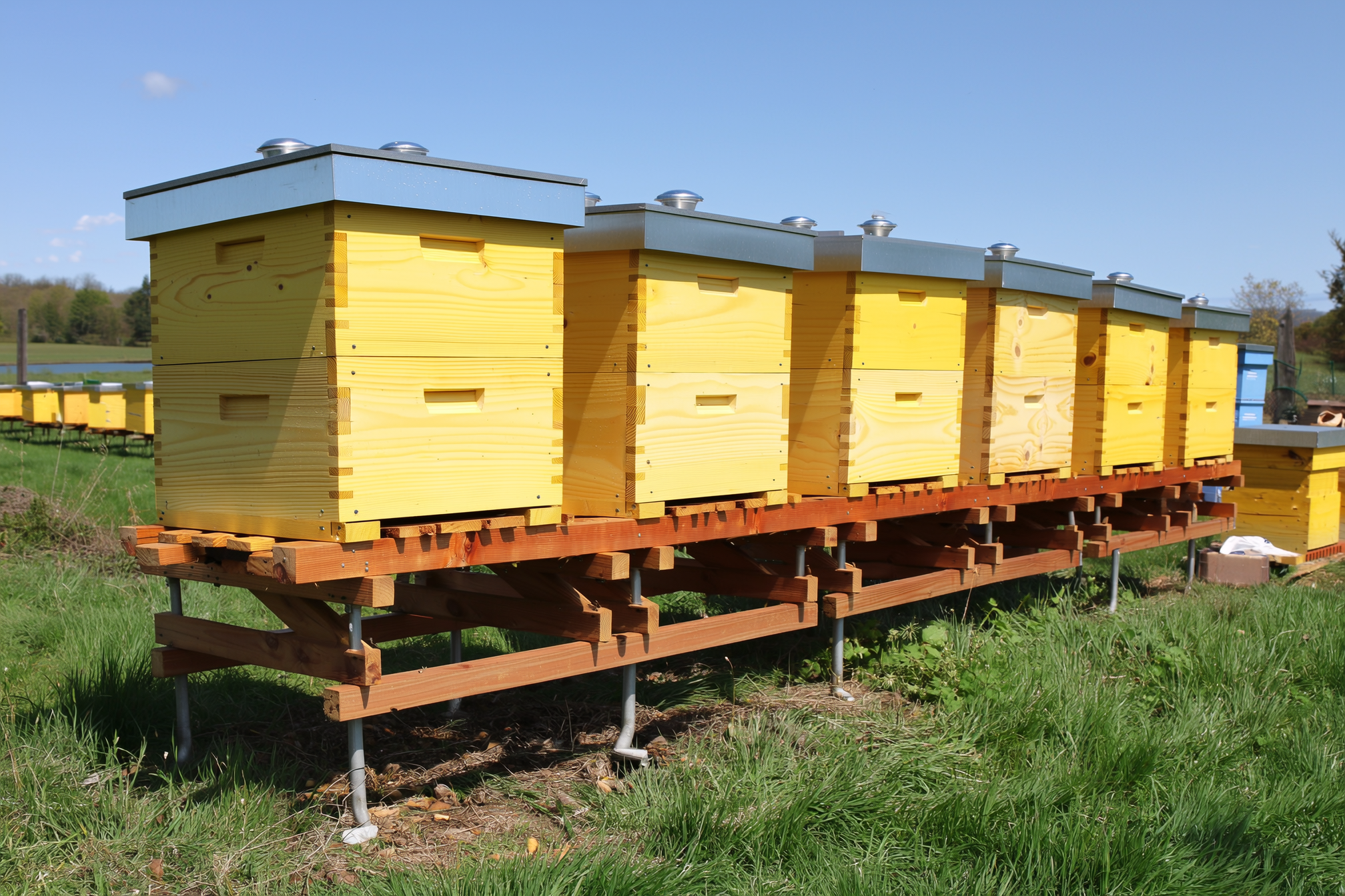 A wooden stacked Langstroth hive standing beside a long horizontal top-bar hive on legs at a comfortable working height, on a grassy homestead edge, no people