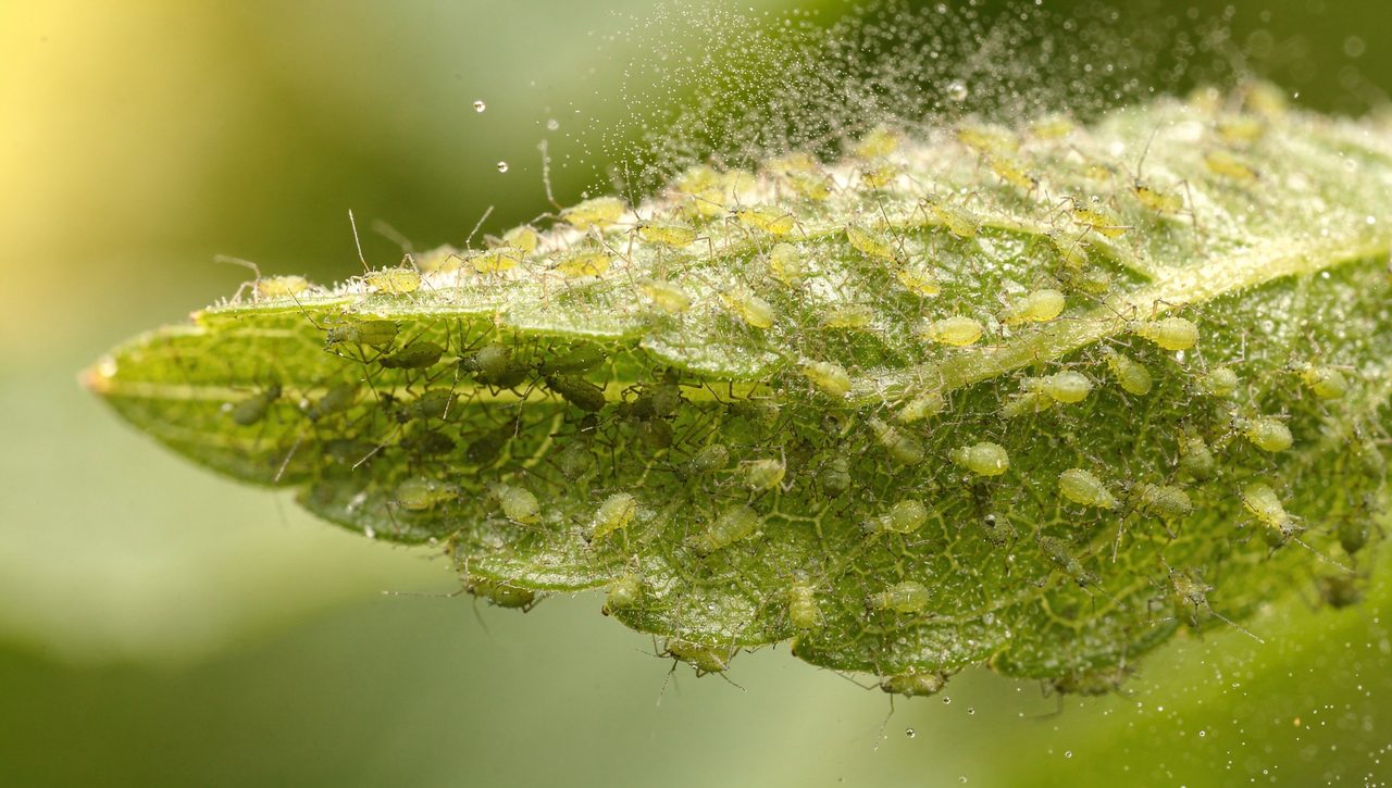 A close view of green aphids clustered on the underside of a tender leaf, with droplets of spray glistening on the surrounding foliage.