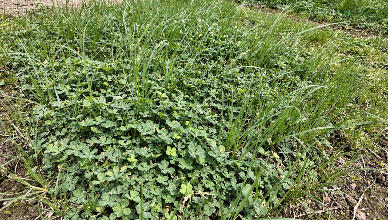 A garden bed planted with a green cover crop of clover and rye between growing seasons