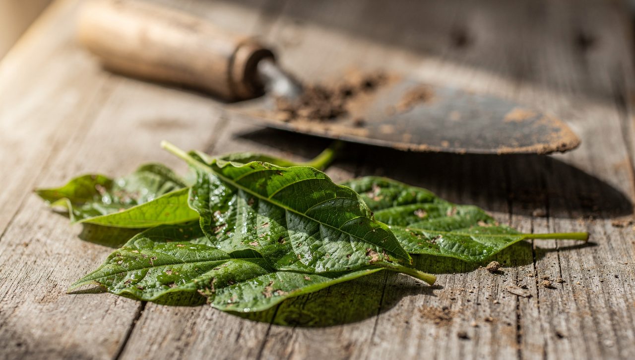 A handful of freshly picked young broadleaf plantain leaves resting on a weathered wooden table beside a worn garden trowel in soft daylight.