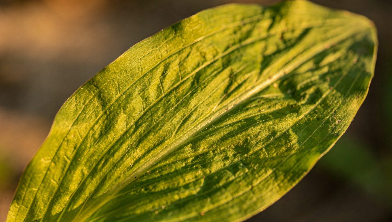 A close macro view of a broadleaf plantain leaf held in the light, showing the distinct parallel ribs running from the base to the tip of the oval blade.
