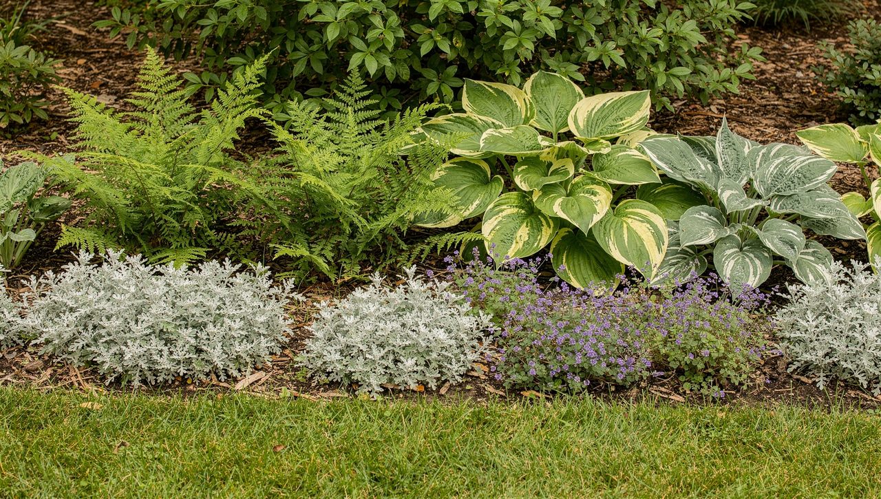A layered shade border at the edge of a lawn with low groundcovers in front, ferns and hostas behind, and a leafy shrub at the back.
