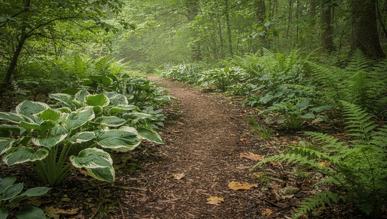 Hostas and ferns growing in a shaded woodland border with a mulched path winding between the plants under a leafy canopy.