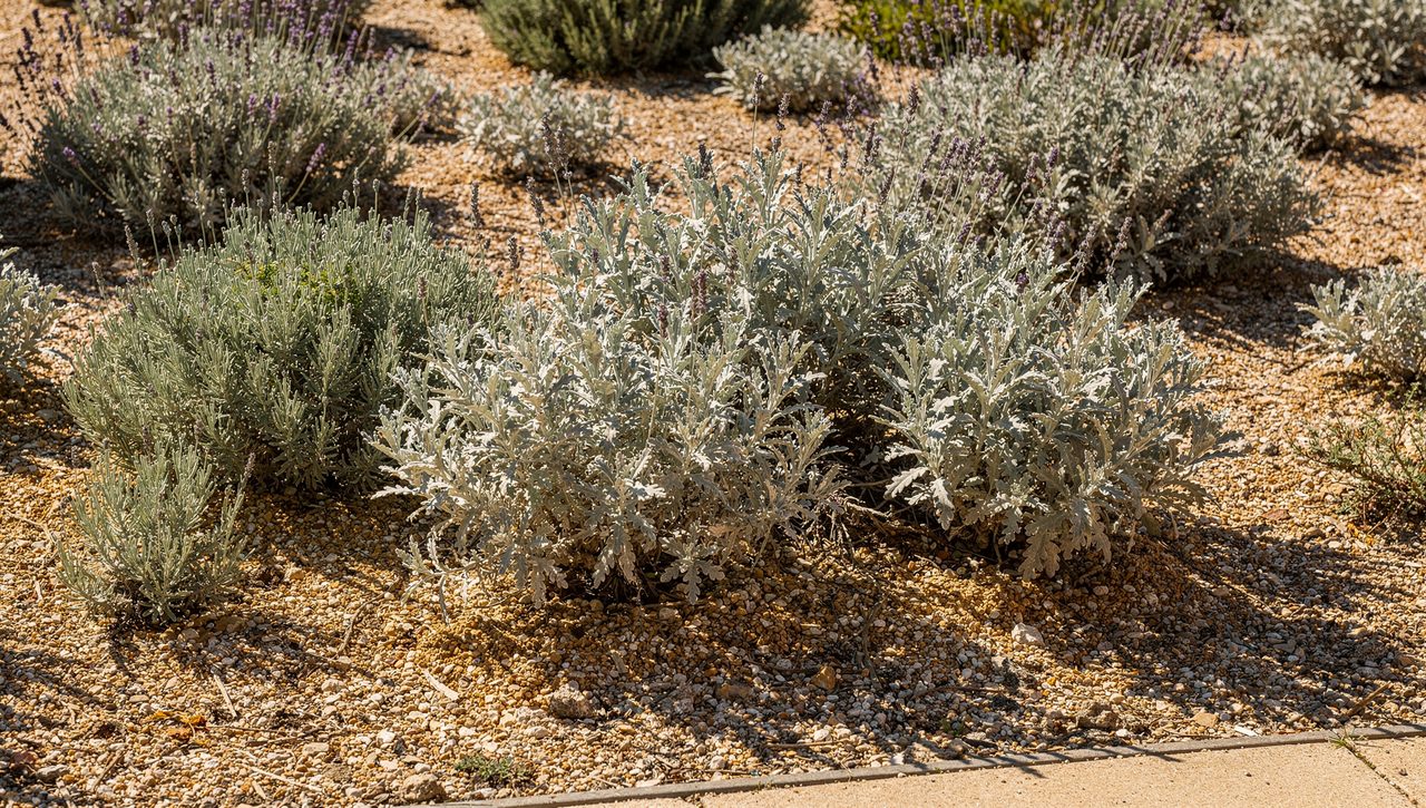 A garden bed in bright midday sun with a sundial-style shadow showing direct light falling across silvery drought-tolerant foliage and gravel.