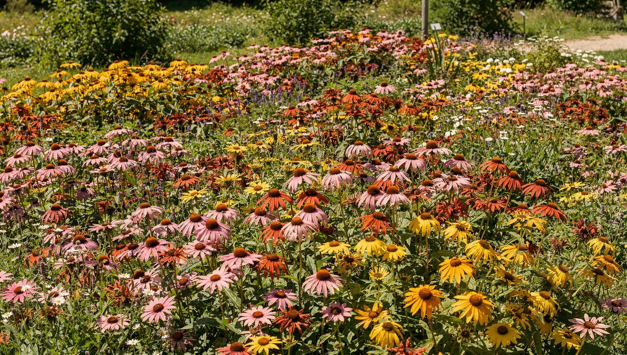 A dense pollinator border in full mid-summer bloom with coneflowers and bee balm grouped in large single-color drifts under bright sun.