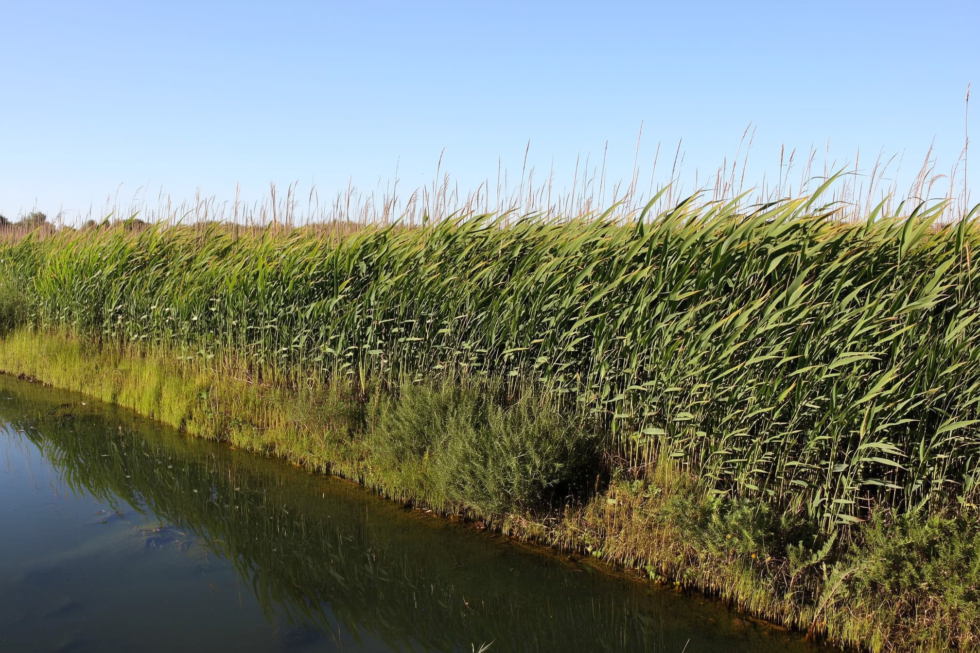 A dense twenty-five foot vegetative buffer strip of native grasses and wildflowers bordering a clear farm pond, filtering agricultural runoff under bright afternoon sun.
