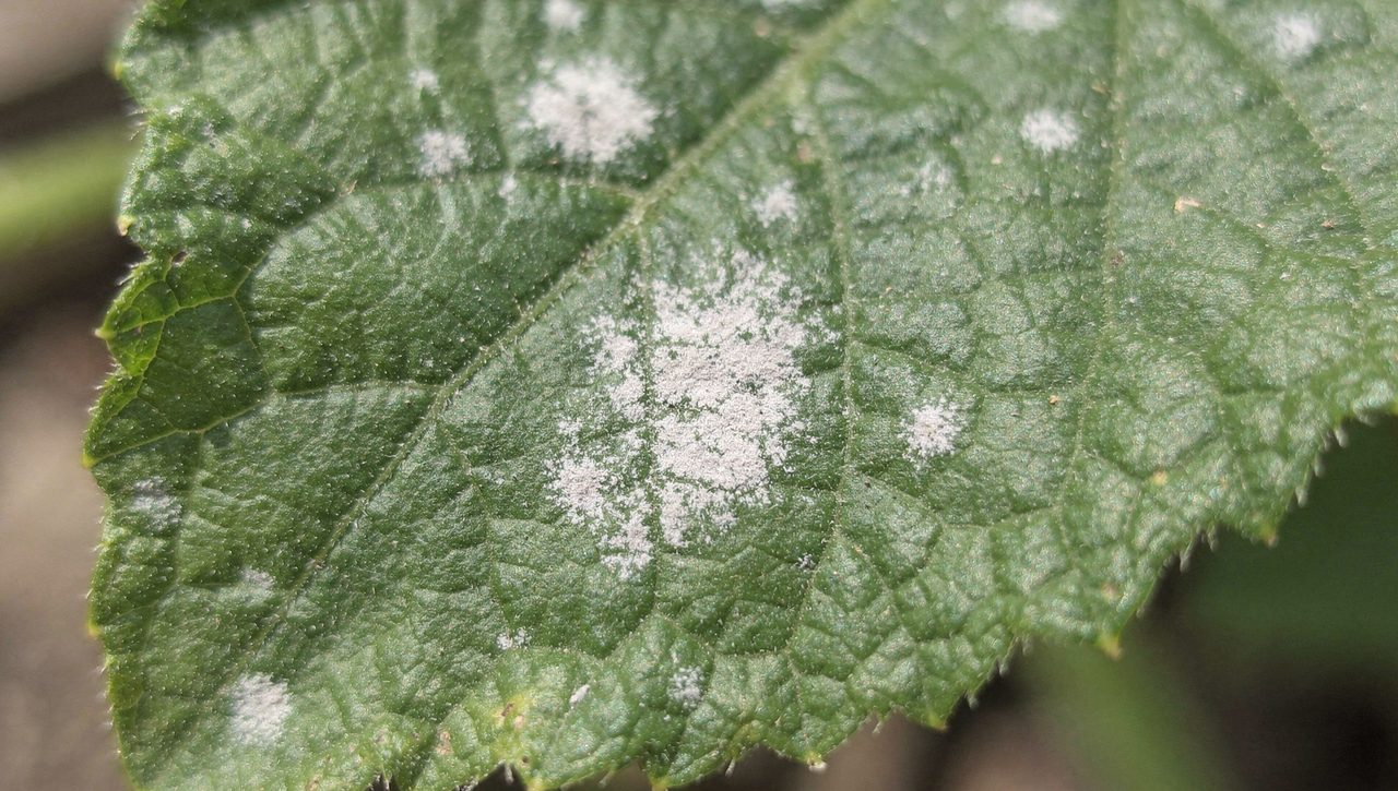 A close view of a green cucumber leaf showing early white powdery mildew spots spreading across the upper surface in soft daylight.