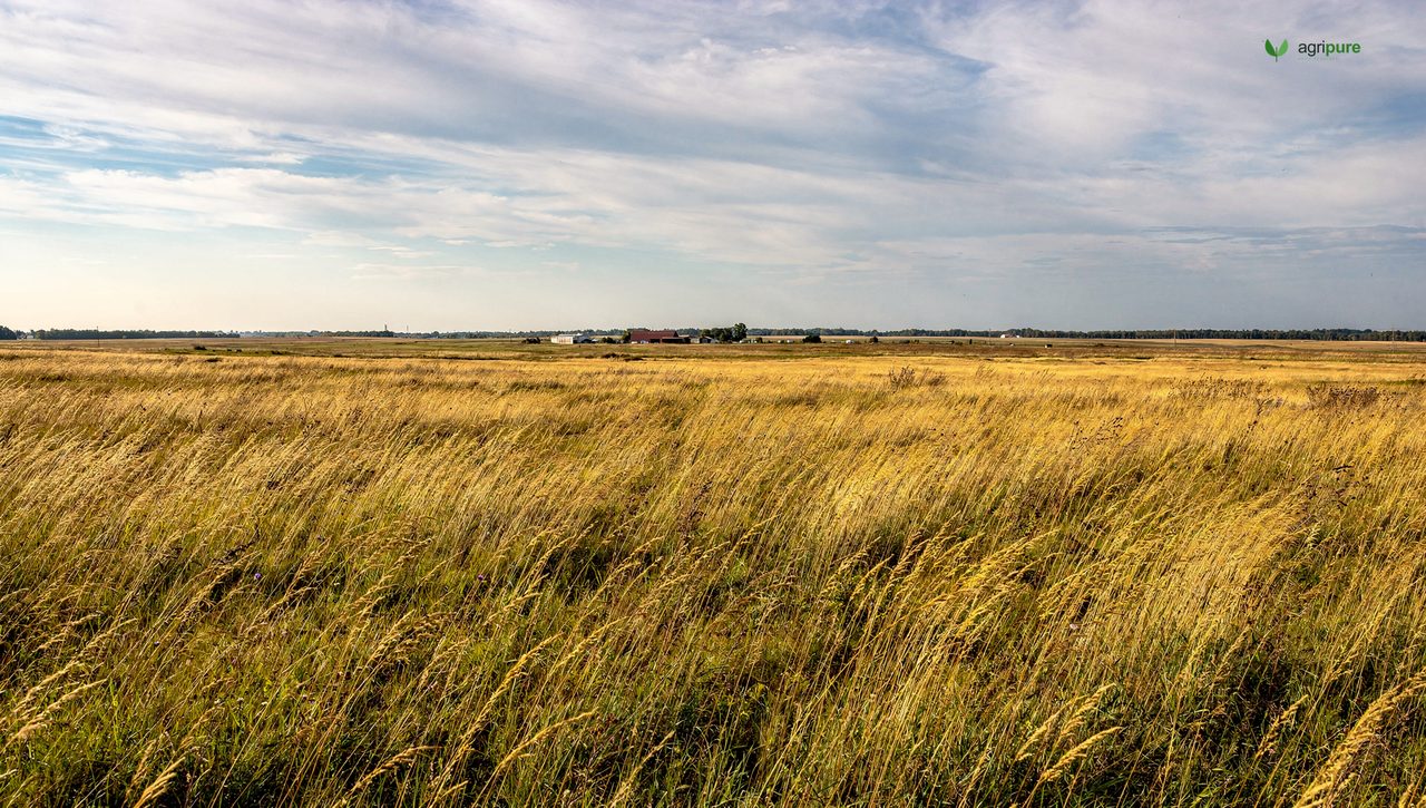 A vast windswept prairie grassland under a huge sky with a distant farmstead and a thin line of trees