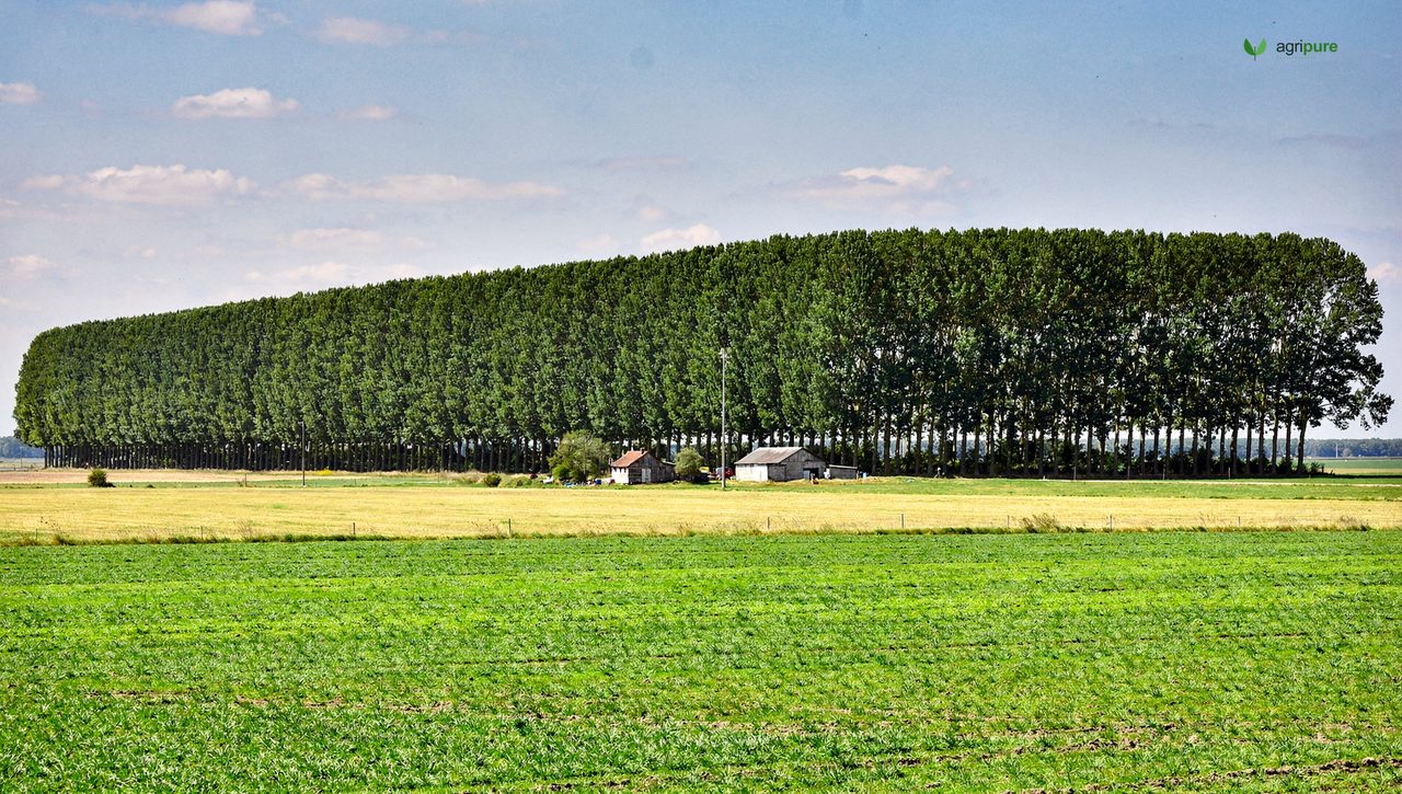 A long row of tall trees forming a shelterbelt windbreak protecting a green field and a farmstead on the plains