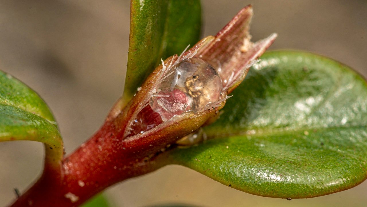 Close-up of a purslane stem snapped to show clear juicy sap next to thick glossy green paddle-shaped leaves on a reddish stem.