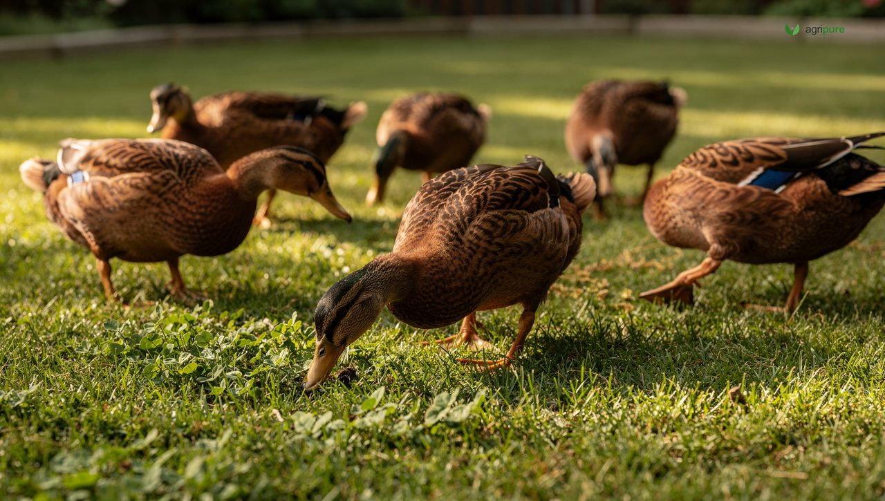 Khaki Campbell ducks foraging across a green backyard lawn, their brown plumage blending with the grass