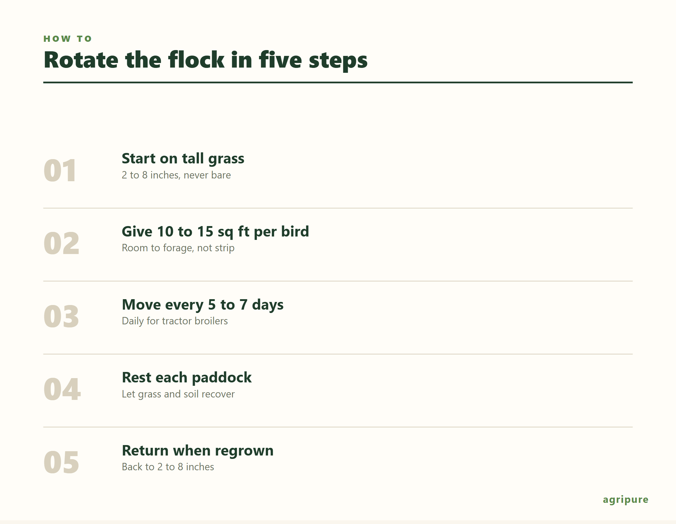 Rotate pastured chickens in five steps: start on tall grass, give 10 to 15 square feet per bird, move every 5 to 7 days, rest each paddock, then return