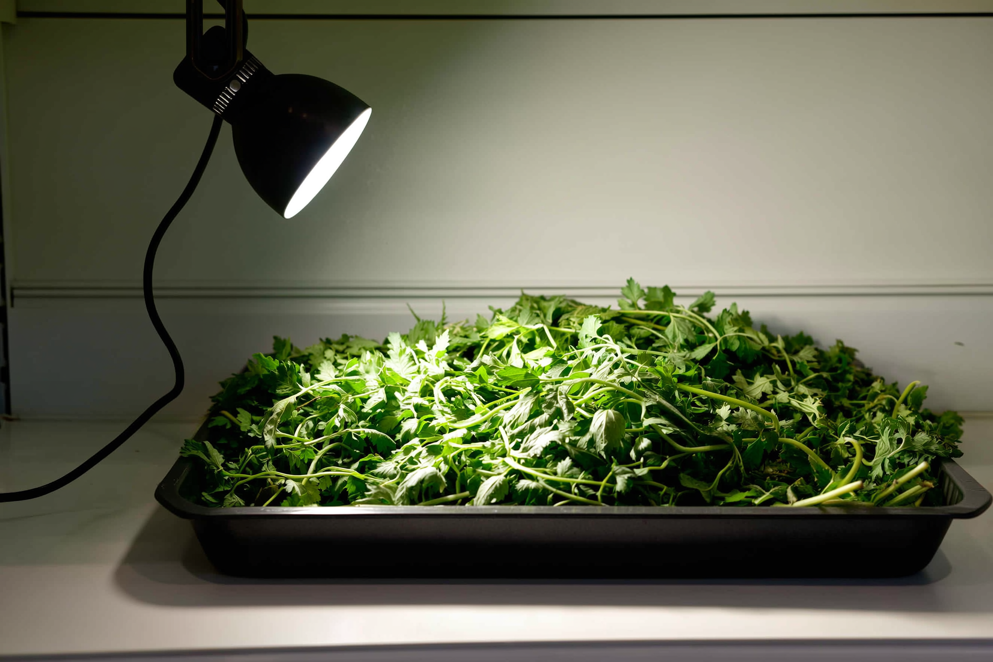 An adjustable LED shop light suspended a few inches above a tray of compact green seedlings on a shelf